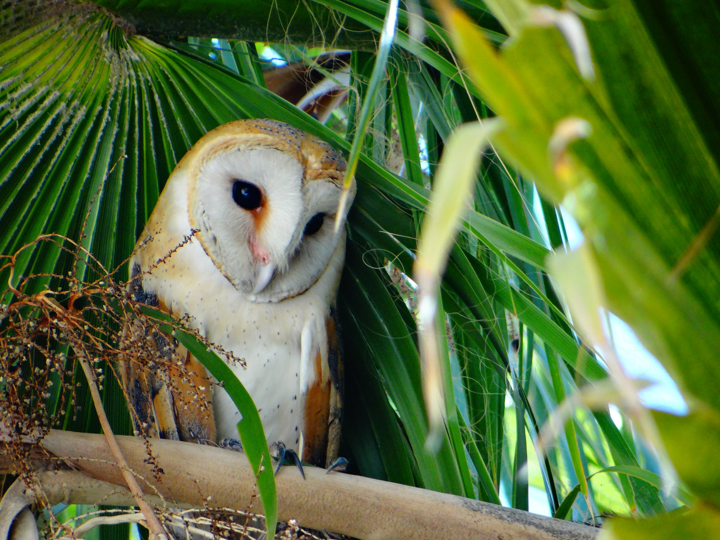 Barn Owl