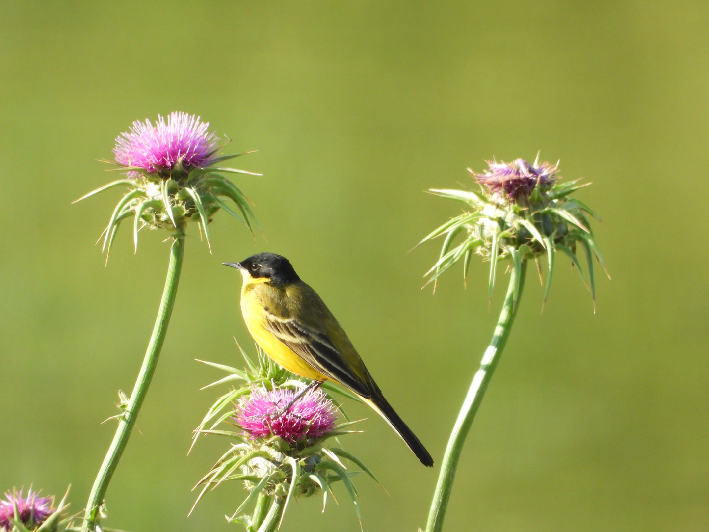 Western Yellow Wagtail