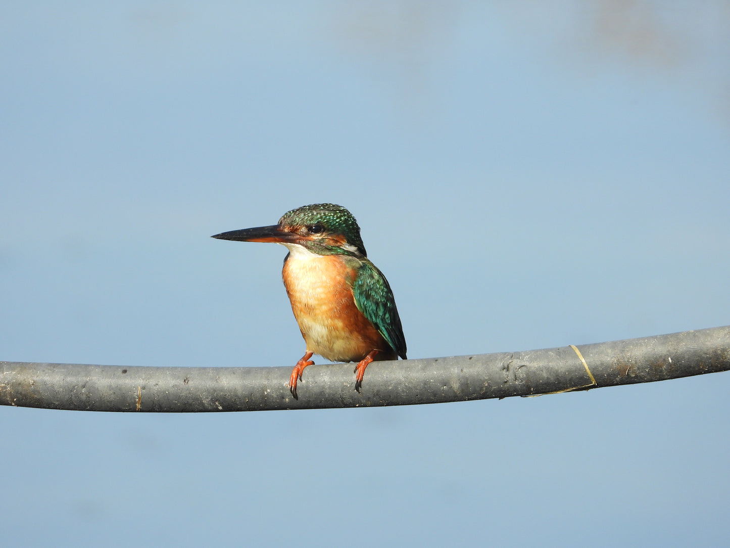 Common Kingfisher