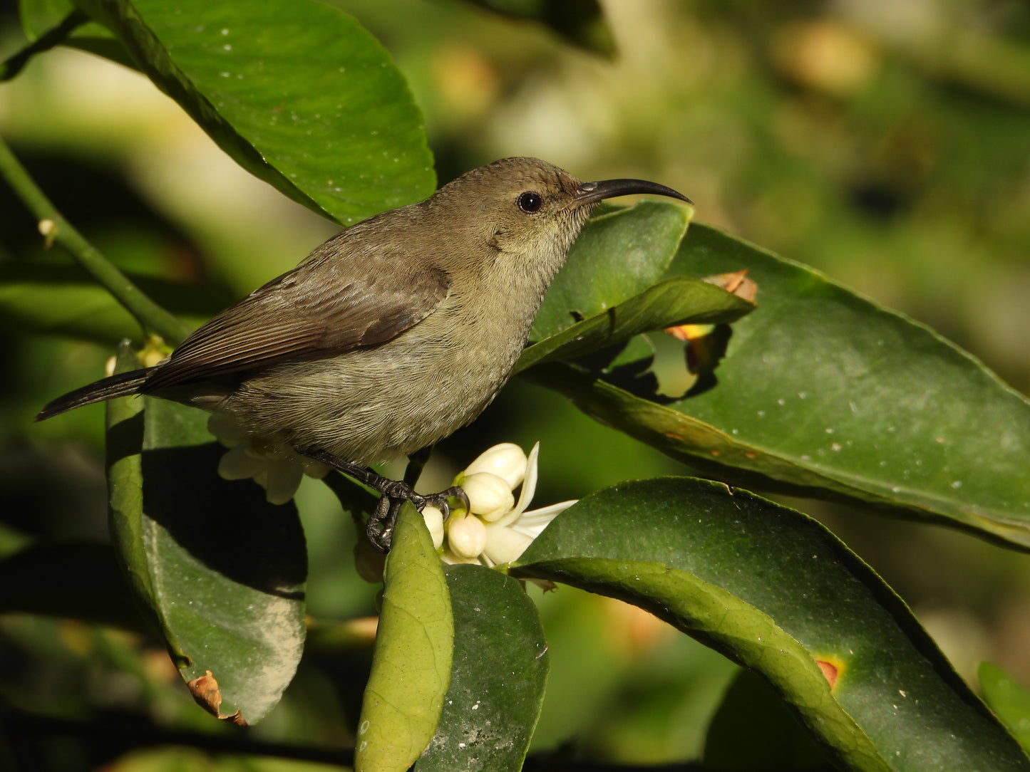 Palestine Sunbird ♀