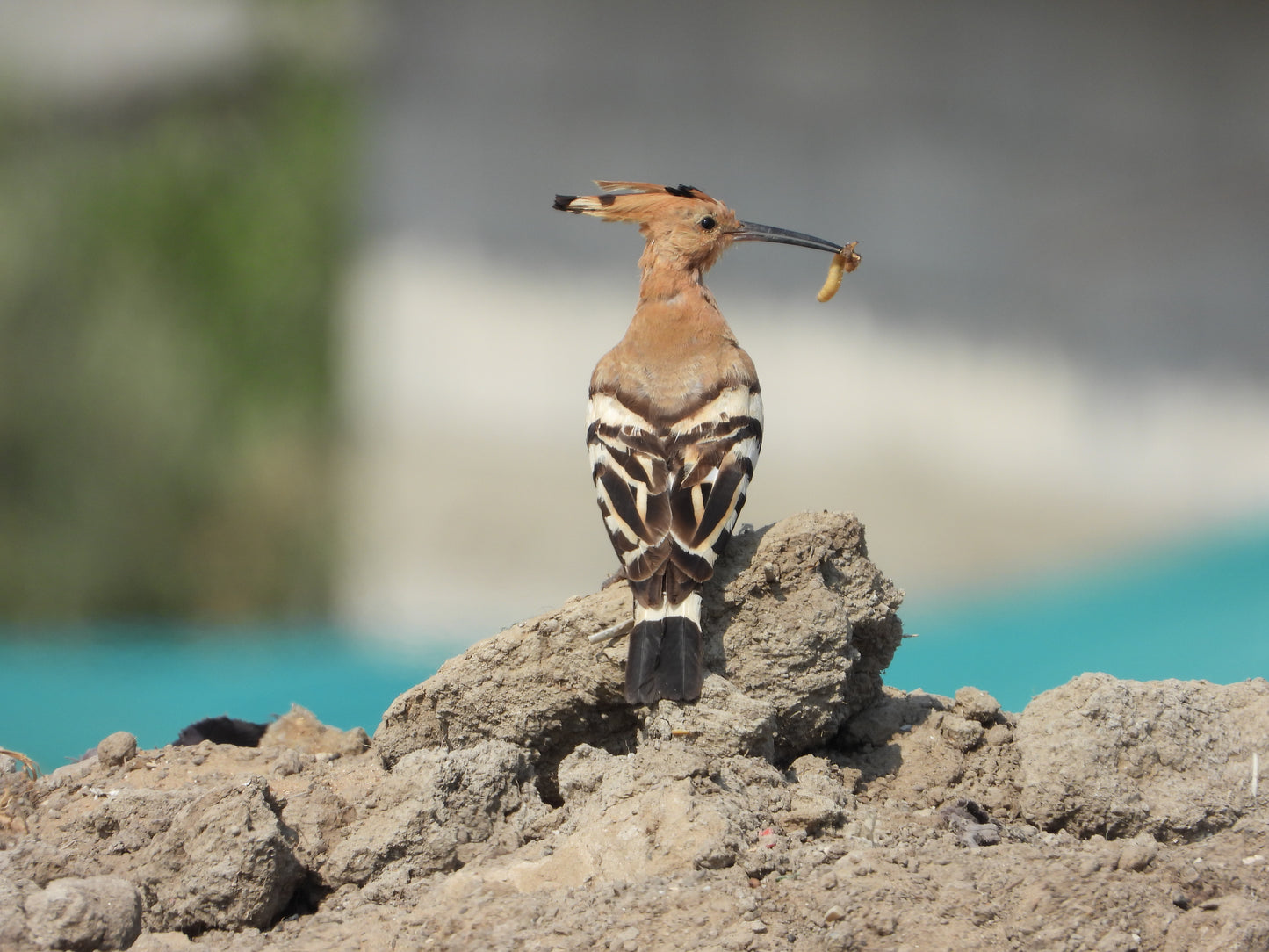 Hoopoe