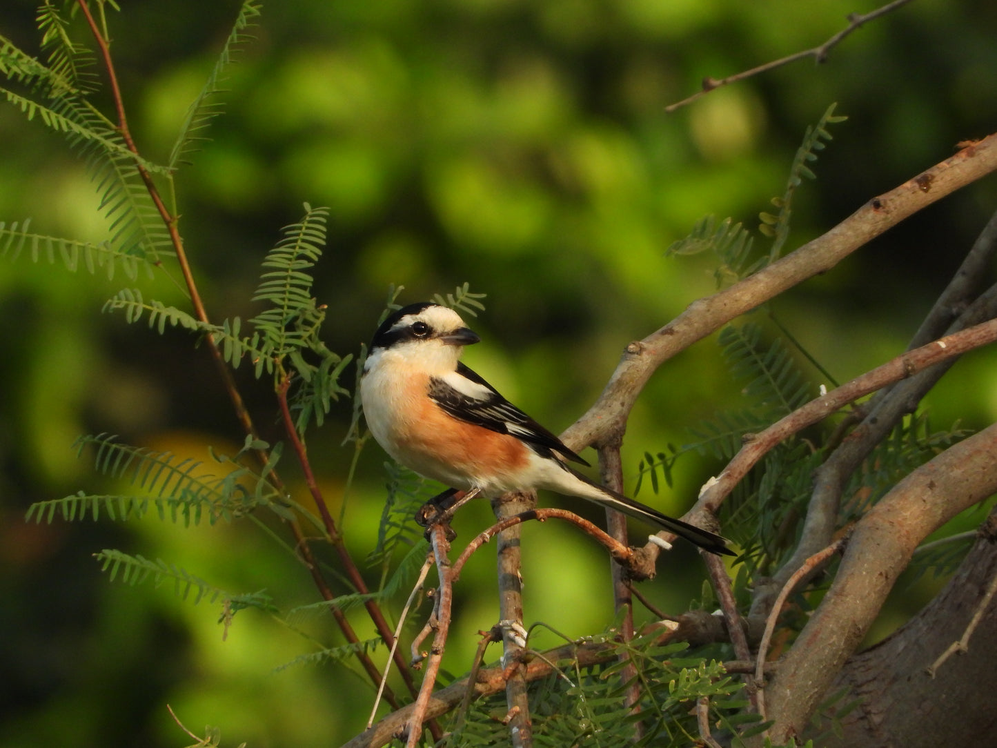 Masked Shrike