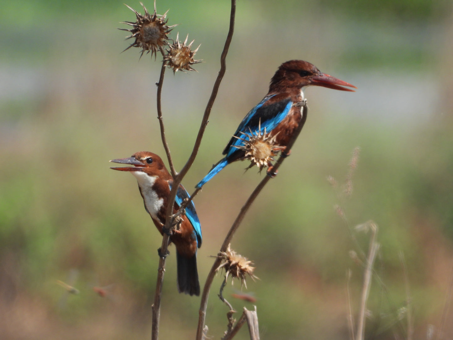 White-throated Kingfishers