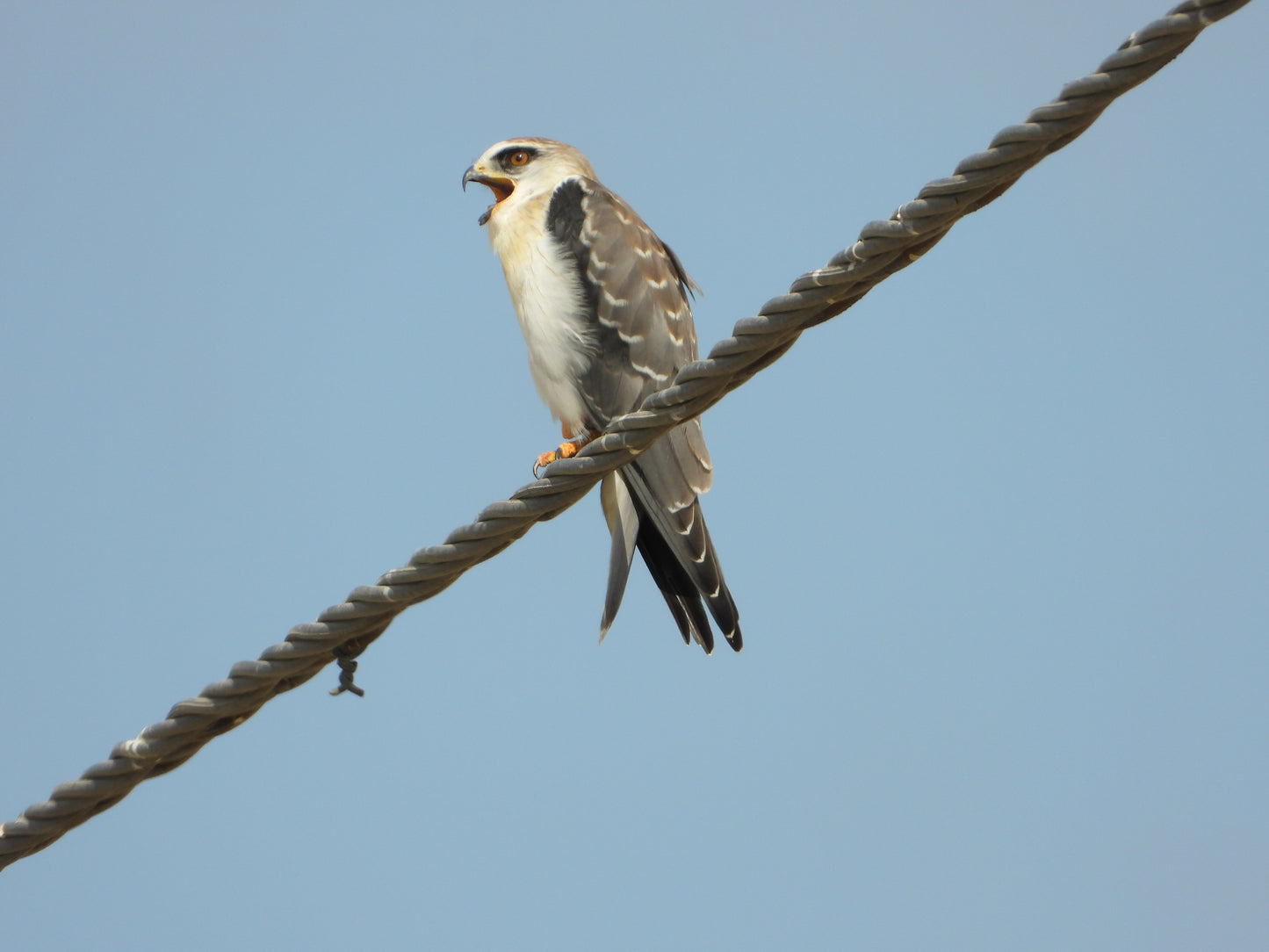 Black-winged Kite