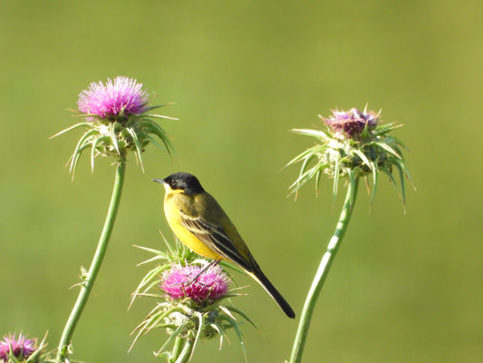 Western Yellow Wagtail