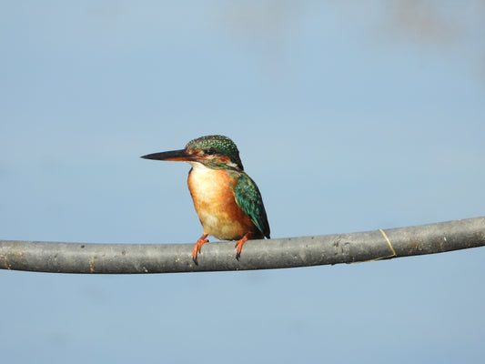 Common Kingfisher