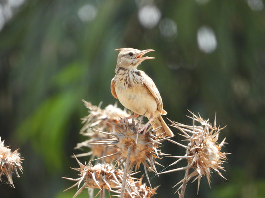 Crested Lark