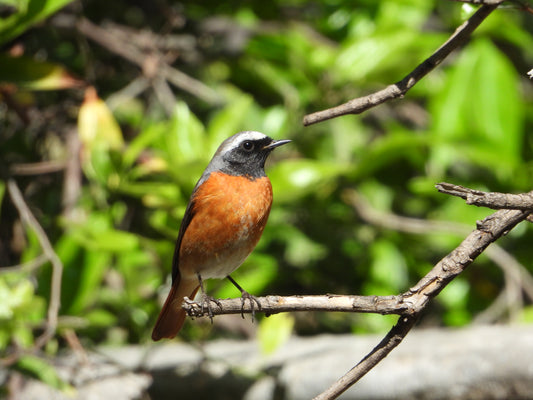 Redstart
