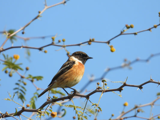 Stonechat