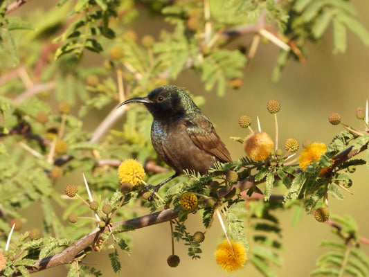 Palestine sunbird