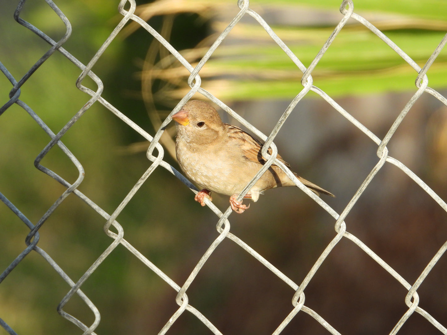 House sparrow