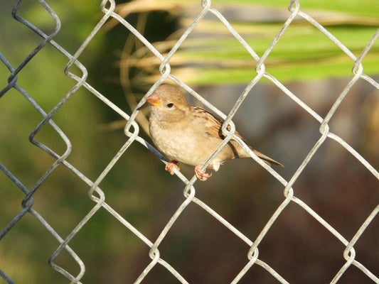 House sparrow