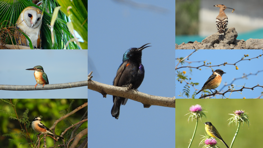Birds of Gaza